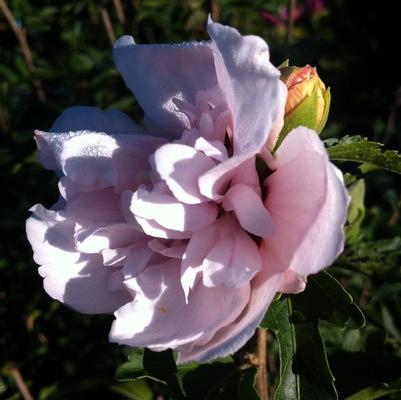 Hibiscus syriacus Blushing Bride