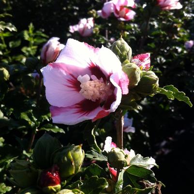 Hibiscus syriacus Hamabo