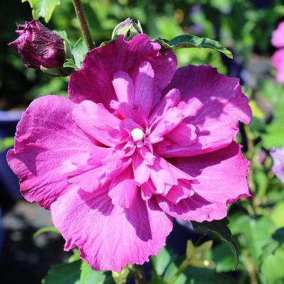 Hibiscus syriacus Lucy