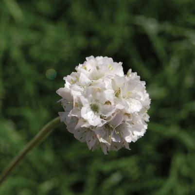 Armeria maritima Alba