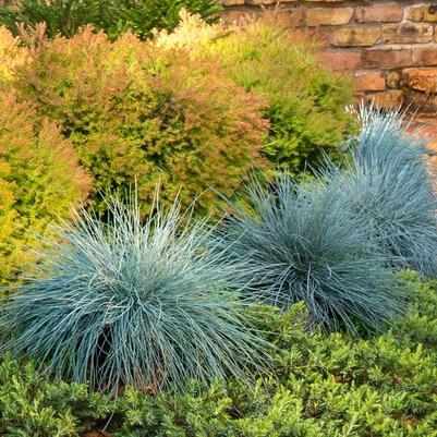 Festuca glauca Beyond Blue™