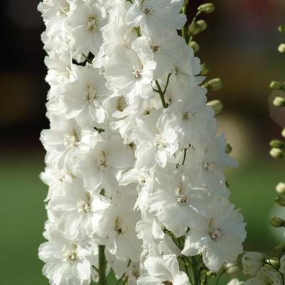 Delphinium elatum Guardian White