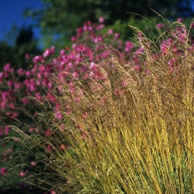 Molinia caerulea Variegata