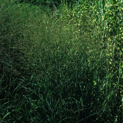 Panicum virgatum 