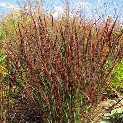 Panicum virgatum Blood Brothers