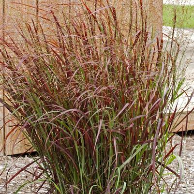 Panicum virgatum Prairie Fire