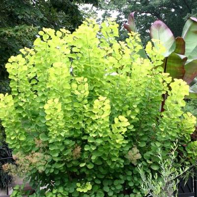 Cotinus coggygria Golden Spirit