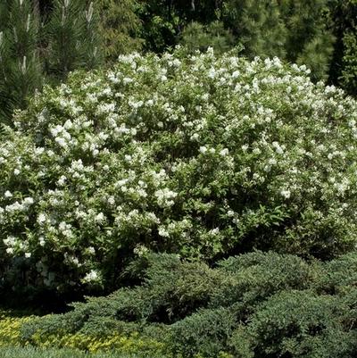 Deutzia x lemoinei Compacta