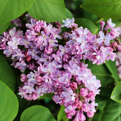 Syringa vulgaris Belle de Nancy