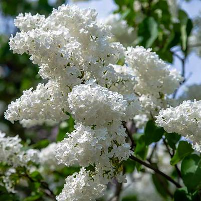 Syringa vulgaris Bridal Memories