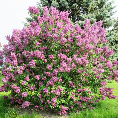 Syringa vulgaris Burgundy Queen®