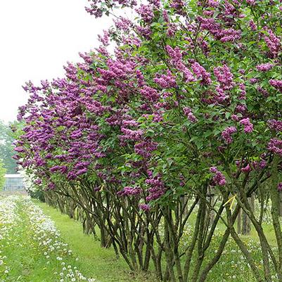 Syringa vulgaris Charles Joly