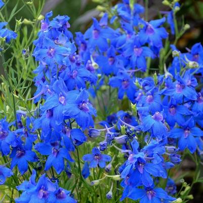 Delphinium grandiflorum Summer Nights