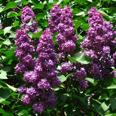 Syringa vulgaris Ludwig Spaeth