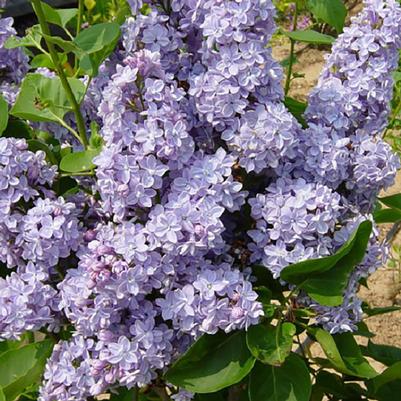 Syringa vulgaris President Grevy