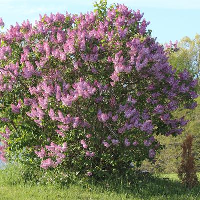 Syringa vulgaris Yankee Doodle