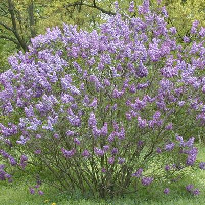 Syringa x hyacinthiflora Old Glory