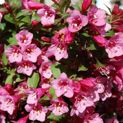 Weigela florida Minuet