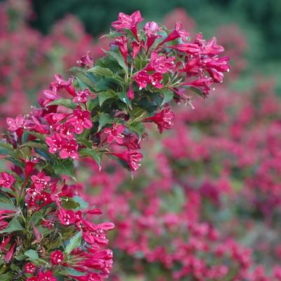 Weigela florida Red Prince