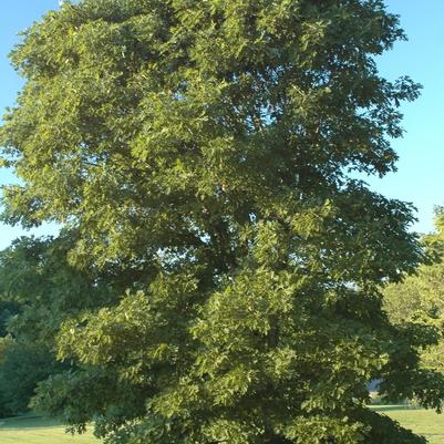 Quercus alba 