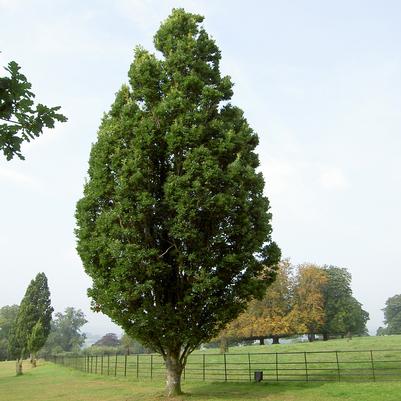 Quercus robur 'Fastigiata' Skyrocket®