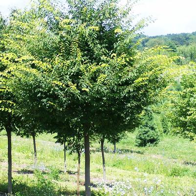 Zelkova serrata Village Green