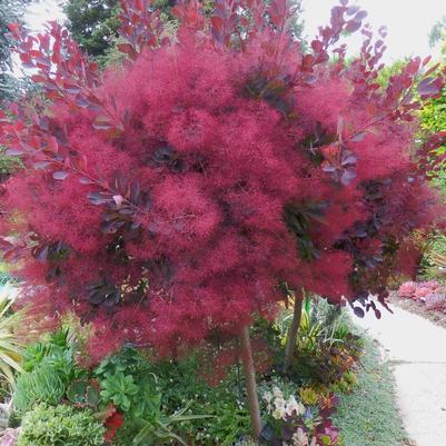 Cotinus coggygria Dusky Maiden 'Londus' EU 26492