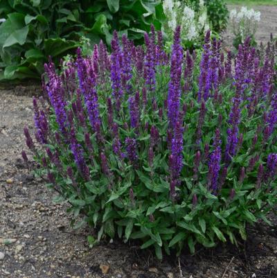 Salvia nemorosa New Dimension Blue