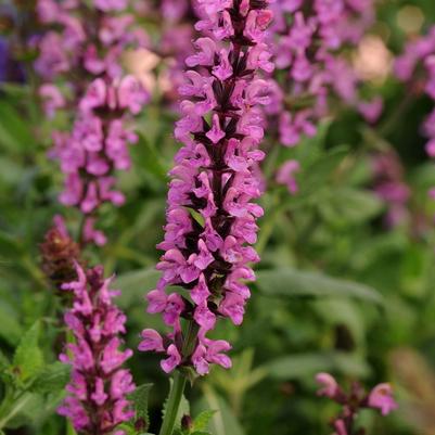 Salvia nemorosa New Dimension Rose