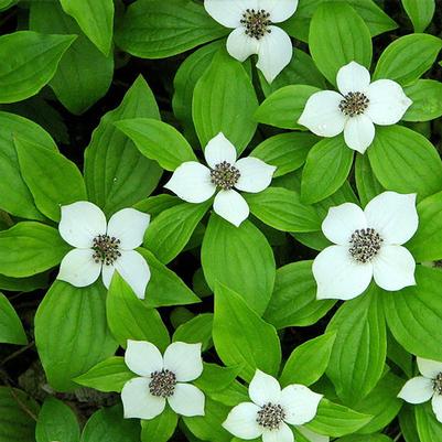 Cornus canadensis 