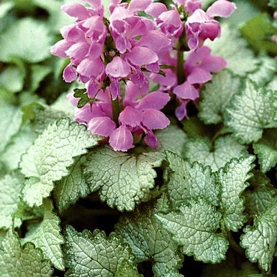 Lamium maculatum Orchid Frost