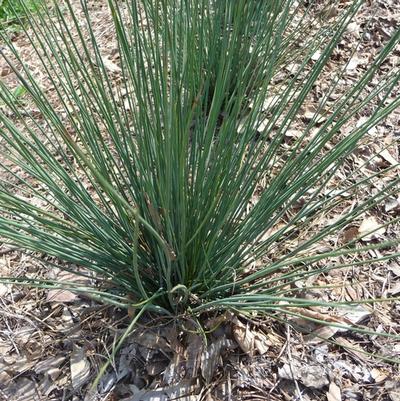 Juncus tenuis Blue Dart