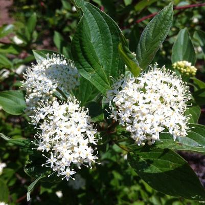 Cornus alba Sibirica