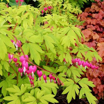 Dicentra spectabilis Gold Heart