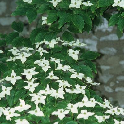 Cornus kousa Milky Way