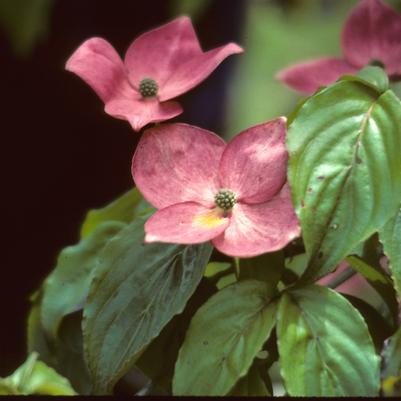 Cornus kousa Satomi