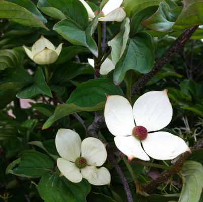 Cornus kousa Venus®