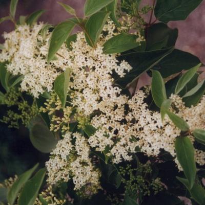 Cornus racemosa 