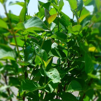 Cornus sericea 