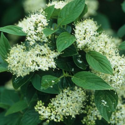 Cornus sericea Flaviramea