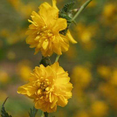 Kerria japonica Pleniflora