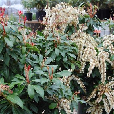 Pieris japonica Mountain Fire