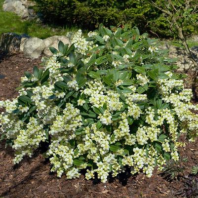 Pieris japonica Prelude