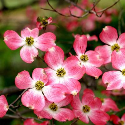 Cornus florida Rubra