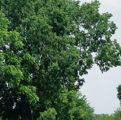 Celtis occidentalis 