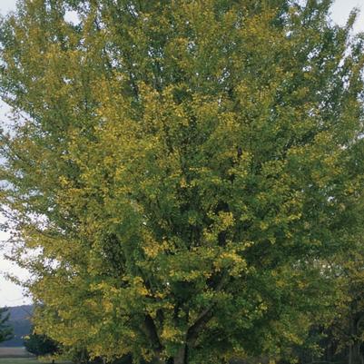 Ginkgo biloba 