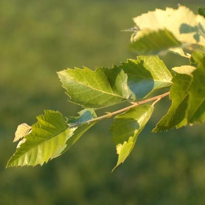 Betula nigra 