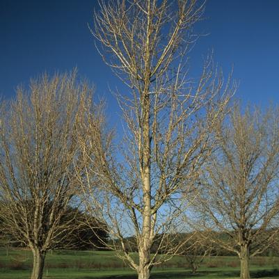 Ginkgo biloba Princeton Sentry