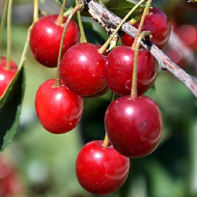 Prunus cerasus North Star