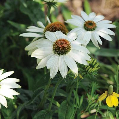 Echinacea purpurea PowWow White